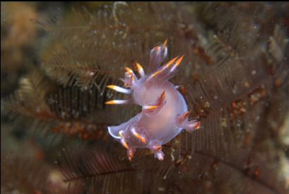 nudibranch on hydroids