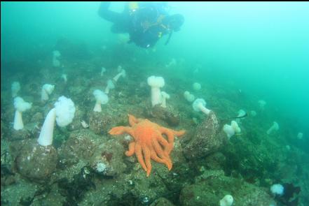 anemones and seastar on the rubble slope