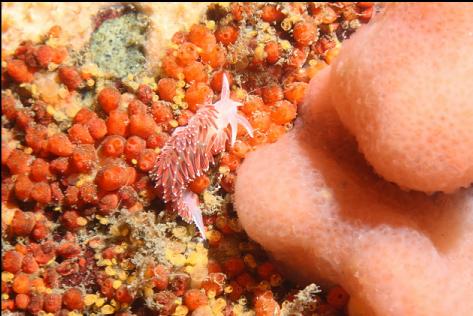 nudibranch and tunicates