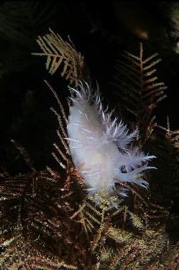 nudibranch on hydroids