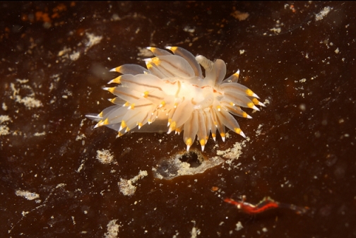 nudibranch and a shrimp on kelp