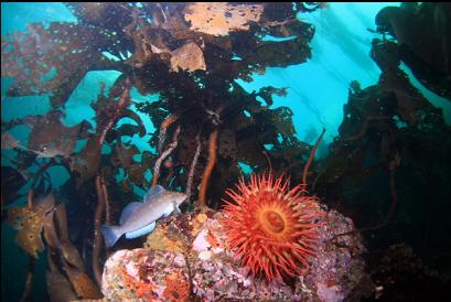 anemone and kelp greenling