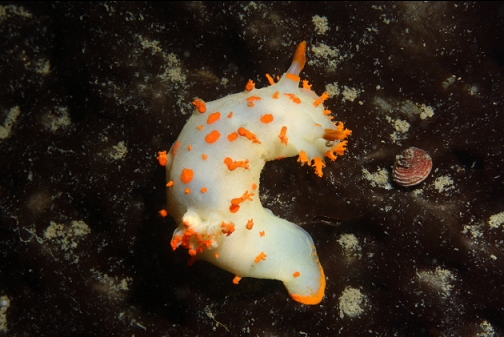 clown nudibranch on kelp