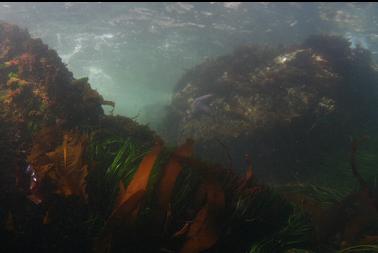 kelp and surfgrass