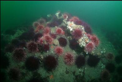 urchins on deeper reef