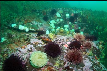 anemones and urchins 50 feet deep