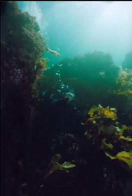 SWIMMING BETWEEN BOULDERS IN SHALLOWS