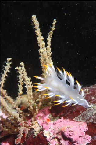 nudibranch on hydroids(?)