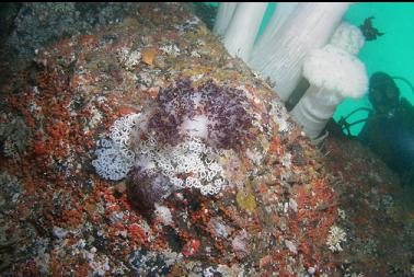 nudibranchs laying eggs