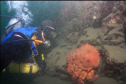 Puget Sound king crab and stirred-up silt