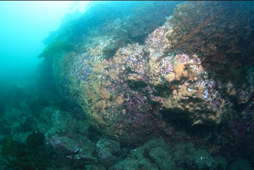 yellow tunicate colonies on a small wall