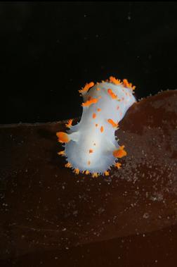 clown nudibranch on kelp