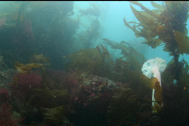 plumose anemone and kelp