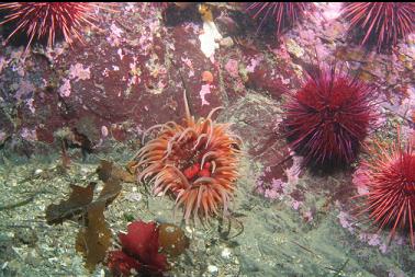 sand anemone and urchins