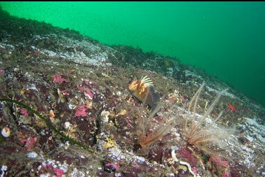 quillback rockfish and feather stars