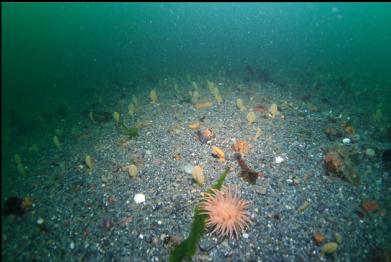 sea pens and crimson anemone