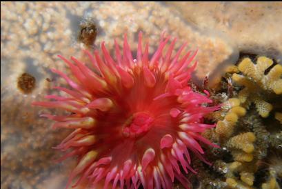 baby fish-eating anemone