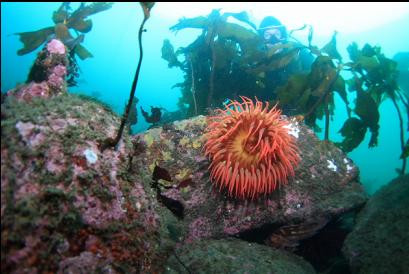 behind fish-eating anemone