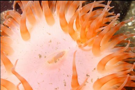 swimming anemone
