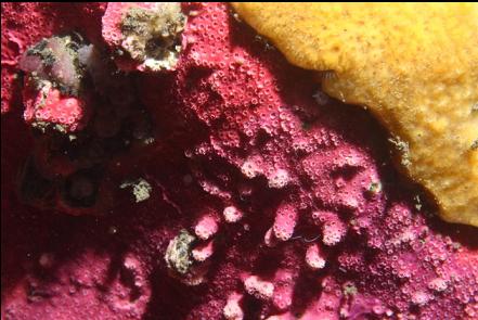 hydrocoral and sponge