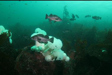 black rockfish 50 feet deep