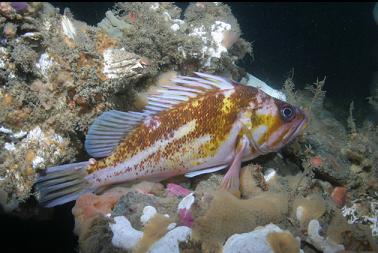 copper rockfish