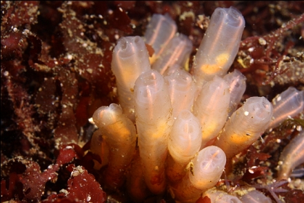 lightbulb tunicates