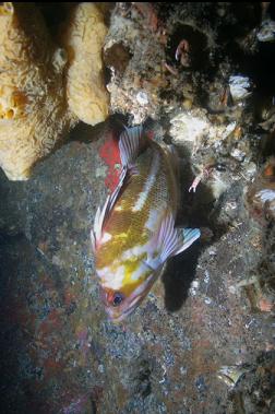copper rockfish 