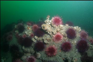 urchins and giant barnacles on deeper reef