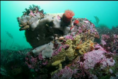 anemones, sponge and tunicates 