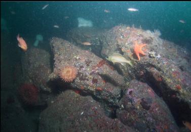 mystery rockfish in middle of picture