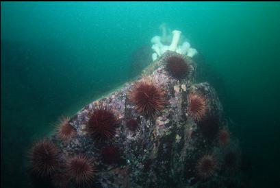 urchins and plumose anemones