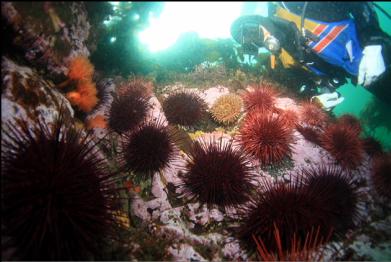 urchins, anemones and burrowing cucumbers 