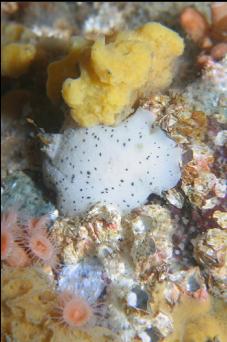 NUDIBRANCH, SPONGE AND ZOANTHIDS