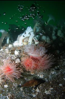 rockfish and anemones