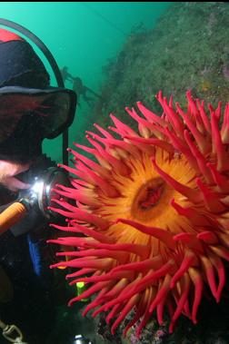 fish-eating anemone
