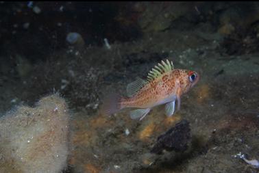 juvenile rockfish