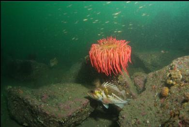 copper rockfish and fish-eating anemone