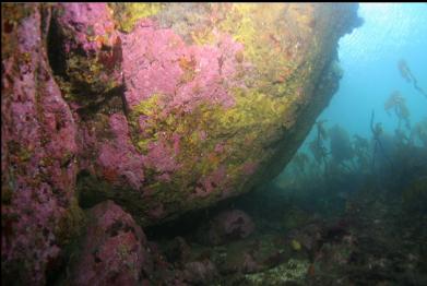 shallow overhang with yellow encrusting sponge and pink coraline algae