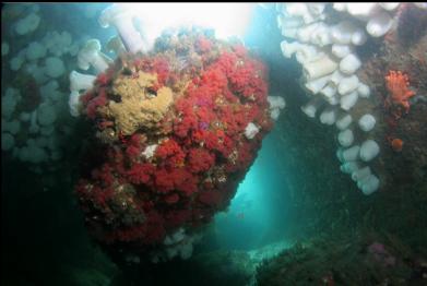 red soft corals and yellow sponge with seal flippers in background