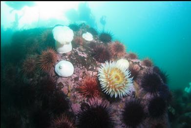 urchins and fish-eating anemone on sloping reef
