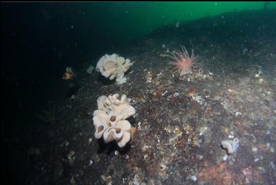 quillback rockfish, sponges and crimson anemone