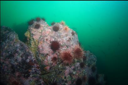 urchins at top of wall with rockfish in background