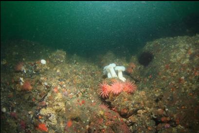 anemones 85 feet deep