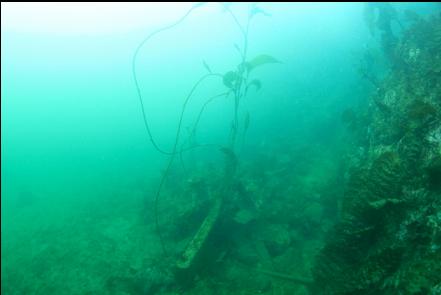 first view of the werckage with macrocystis kelp