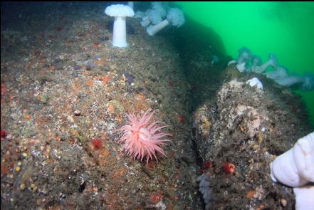 crimson anemone 100 feet deep