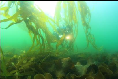 bull kelp and bottom kelp