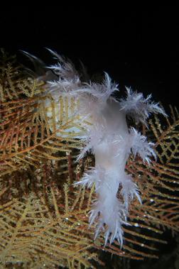 another nudibranch on hydroids