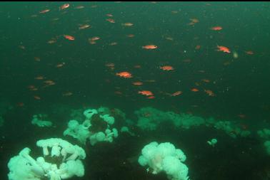 looking down slope of plumose anemones and Puget Sound rockfish