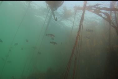rockfish near kelp